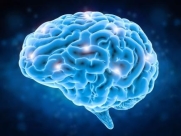 Картинки по запросу "мозг человека"